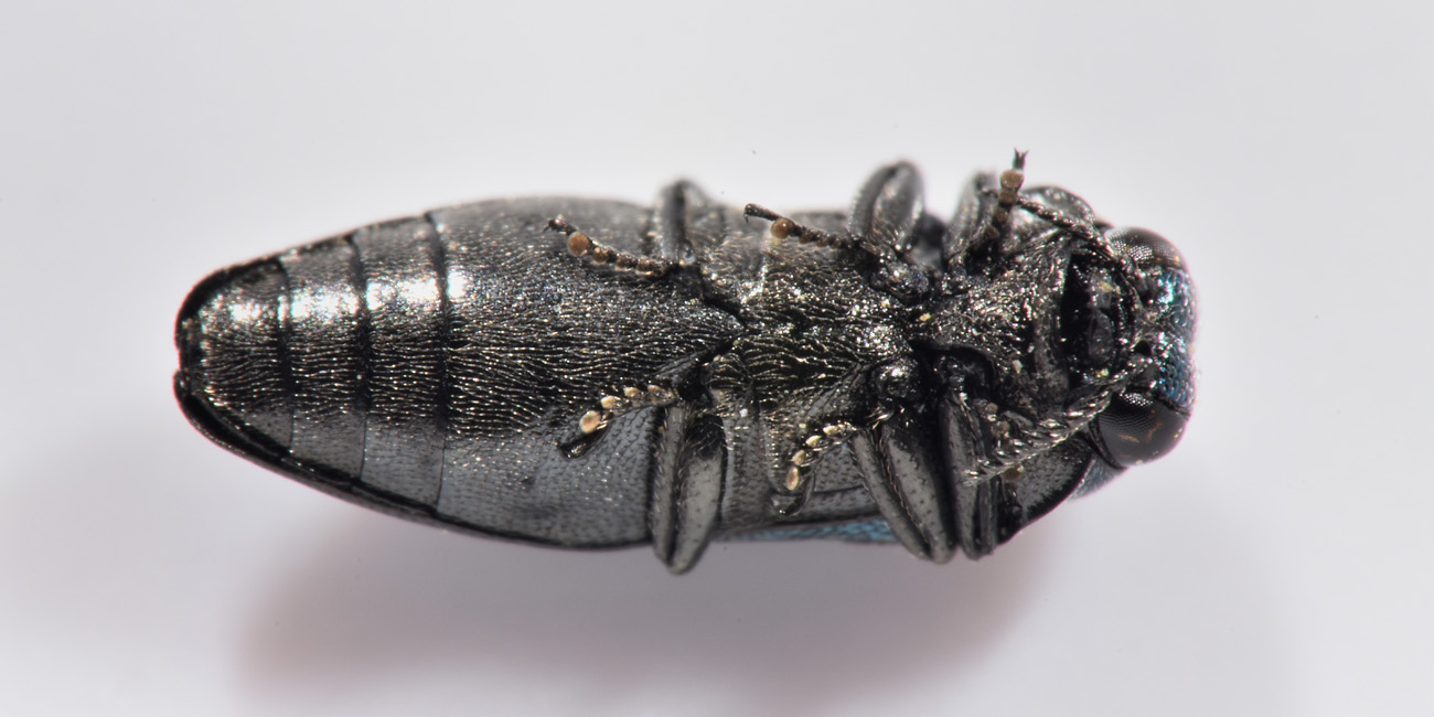 Buprestidae: Meliboeus parvulus (= violaceus)